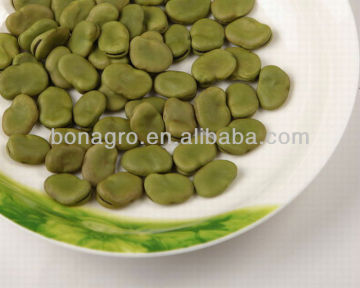 green broad bean hand selected purity:97% 2014 crop