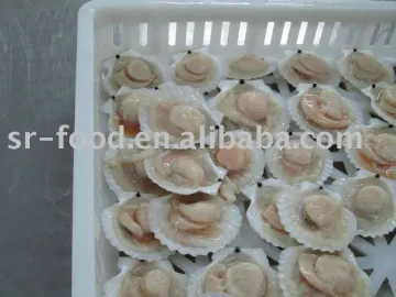 frozen scallop