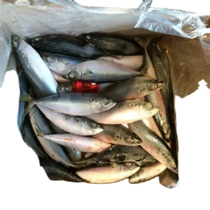 seafood sea fat round ship frozen pacific mackerel raw material block in stock