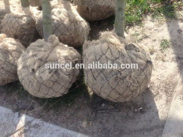 root ball wire netting basket for moving tree
