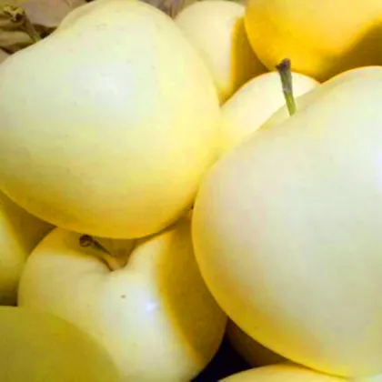 Golden Yellow Delicious Apple