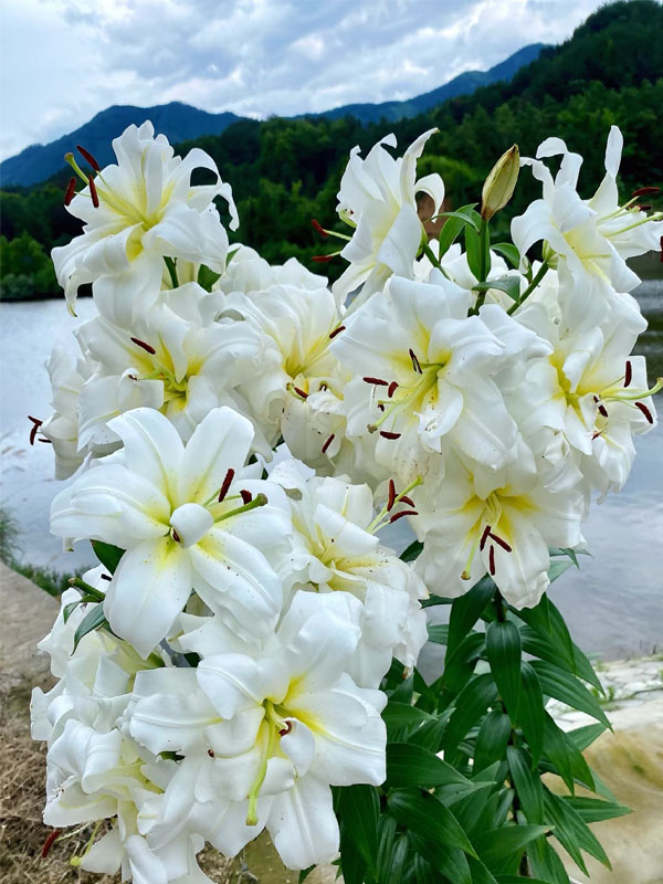 Blizzard Oriental lily2