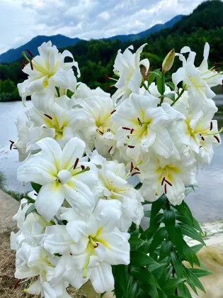 Blizzard double Oriental lily