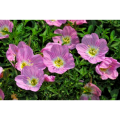 Oenothera Biennis Evening Primrose Extract Powder (For Spot Removal)