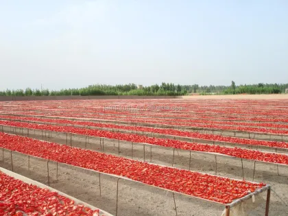 Pure chopped tomato pasta/sauce/ small plant