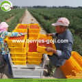 Perdre du poids séché naturel sain Tibet Wolfberry