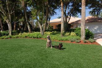 11000dtex Artificial Pet Grass