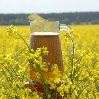 rapeseed oil