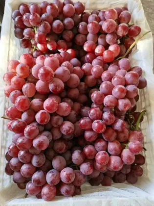 Yun Nan High Quality Red Grape
