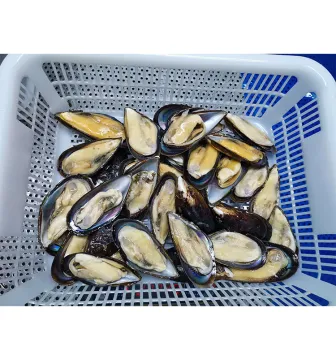 Hot Sale Half Shell Mussel Meat Frozen Seafood Half Shell Mussels