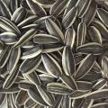 Wholesale Top Quality Sunflower Seeds