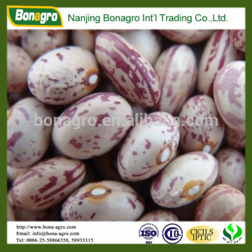 oval shape light speckled kidney bean