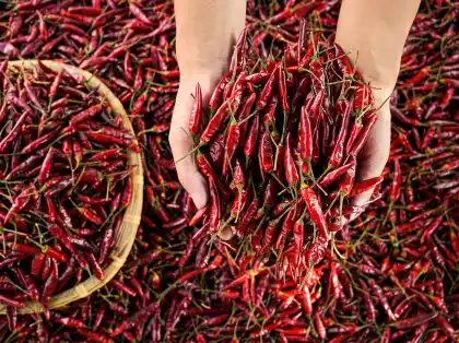 Strictly select spicy dried chili peppers