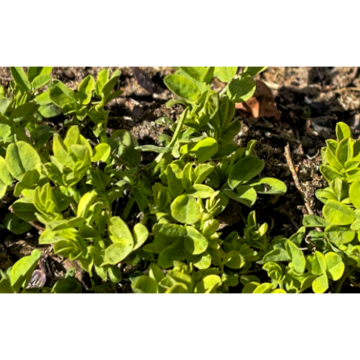 Estratto vegetale nutrizionale Estratto di radice di astragalo