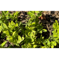 Nutural Plant Extract Astragalus Root Extract