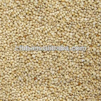 2014 crop white millet with shell