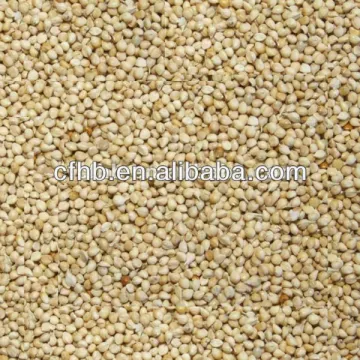 white millet glutinous