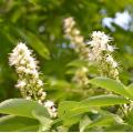 niaouli Melaleuca quinquenervia var. cineole oil