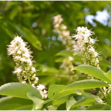 niaouli Melaleuca quinquenervia var. aceite de cineol