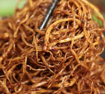 Tasty Allium Hookeri Root Fermented Snack