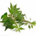 Women Health Ingredient Motherwort Extract