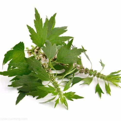 Women Health Ingredient Motherwort Extract