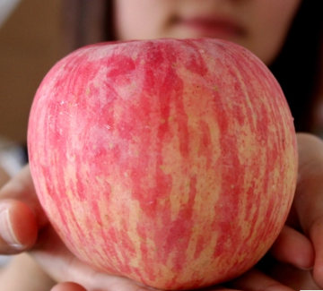 sweet red Fuji pure natural apple  supply