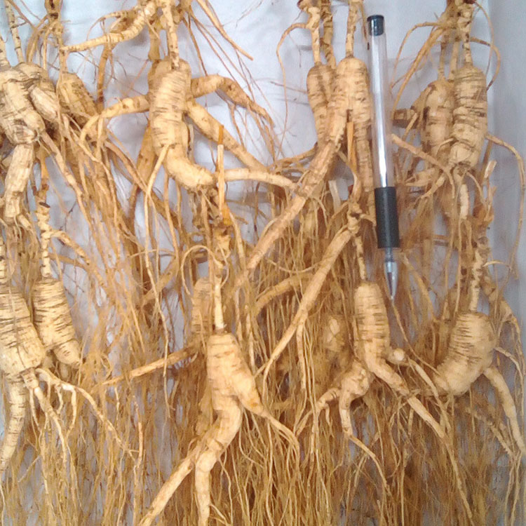 Ginseng Tea Root Food, High Quality Ginseng Tea Root Food on Bossgoo.com
