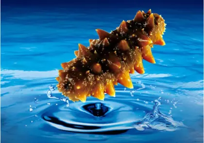 sea cucumber peptide powder
