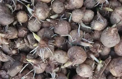 Brown ginger processed pinellia jiang banxia