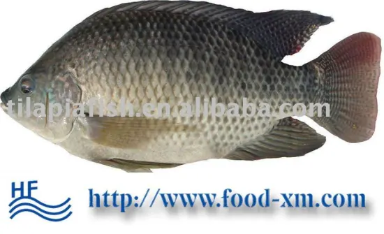 Frozen Tilapia Fish Price Manufacturers