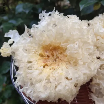 Organic Tremella Mushroom Fresh Products