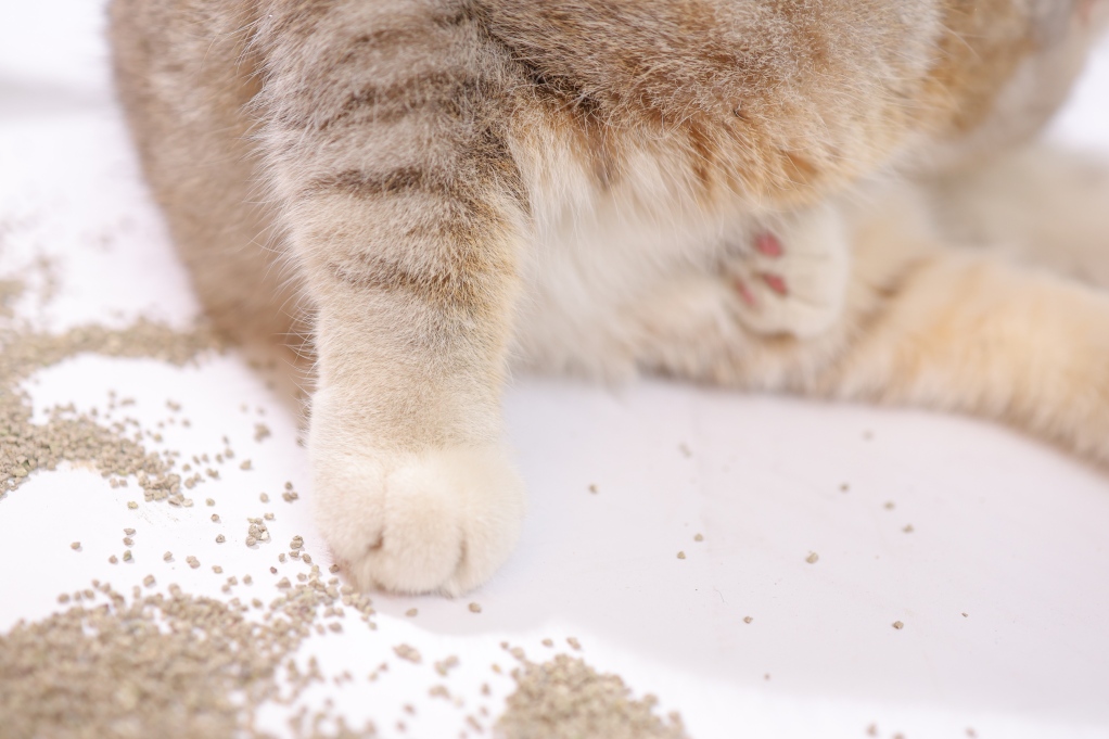 2.0mm Lavender Scented Activated Charcoal Bentonite Cat Litter1