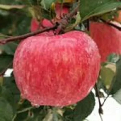 Shandong Province Red Apple