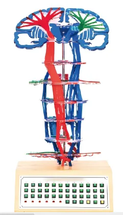 Intuitive model of central nerve conduction in microcomputer