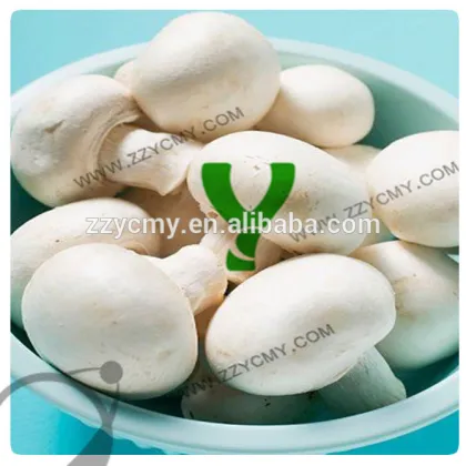 Cheap Canned Champignon Mushroom