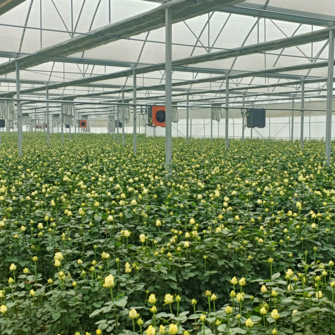 horticulture greenhouse film for rose flowers (3)