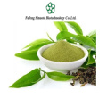 Pure Green Tea Catechins Extract for Enhanced Metabolism Benefits