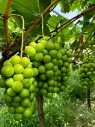 Fresh Seedless Shine Muscat Table Grapes