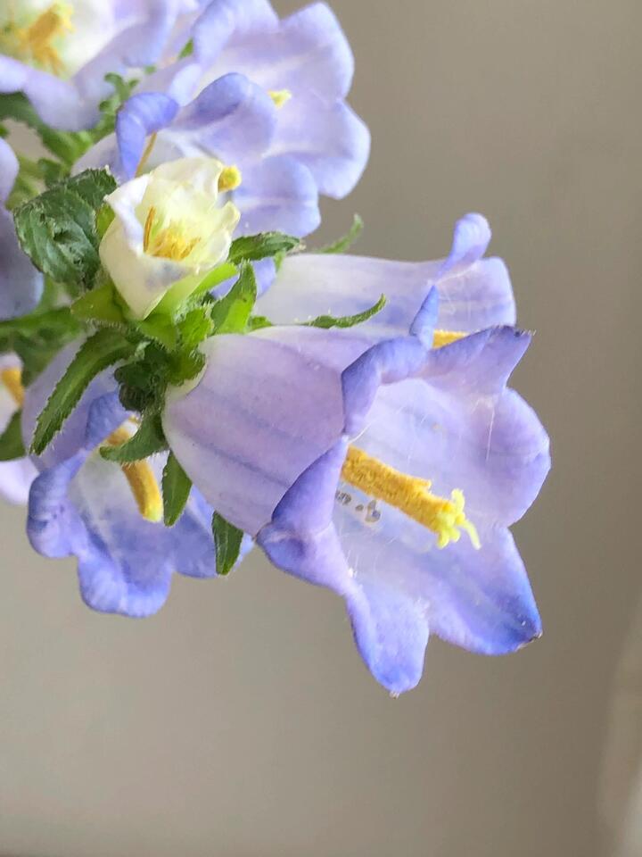 Purple Bellflower