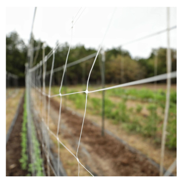 Factory Direct Agriculture Garden Trellis Nylon Netting Bulk Roll