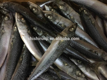 frozen whole round Pacific Mackerel (Scomber Japonicus) ,mackerel,Frozen Seafood