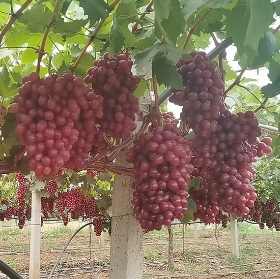 Xiangfei Princesa Uvas Suculentas