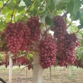 Xiangfei Princesa Uvas Suculentas