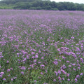 Vervain oil verbena officinalis