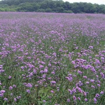 Aceite de verbena verbena officinalis