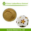 Extrato natural de Cistus Ladaniferus 10: 1