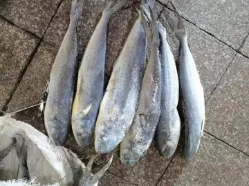 Frozen Fish Corylphaena Hippurus WR