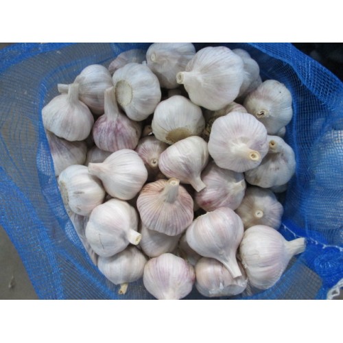 Good Fresh Normal White Garlic 2020