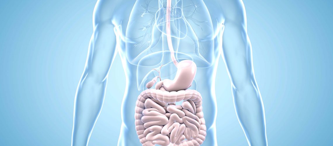 The intestinal balance